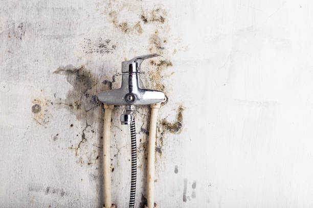 Best Black Mold Remediation in Martins Ferry, OH