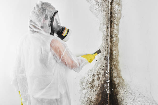 Best Residential Mold Remediation in Martins Ferry, OH