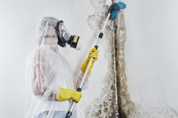 Best Post-Flood Mold Remediation in Martins Ferry, OH