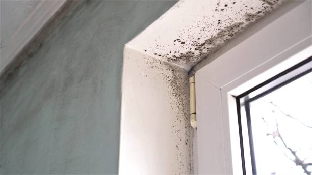 Best Crawl Space Mold Remediation in Martins Ferry, OH