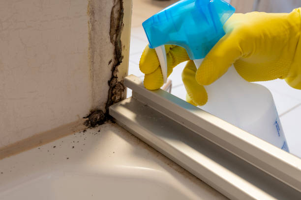 Best White Mold Remediation in Martins Ferry, OH