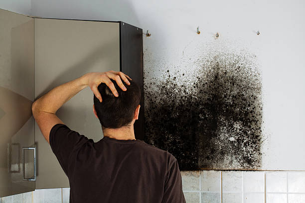 Best Attic Mold Remediation in Martins Ferry, OH