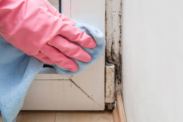 Professional Mold Remediation in Martins Ferry, OH