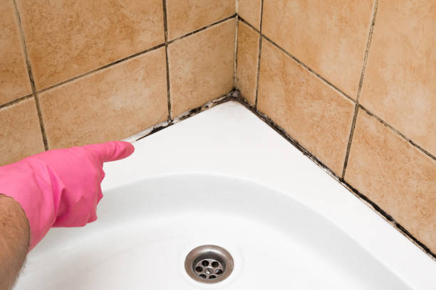 Best Attic Mold Remediation in Martins Ferry, OH